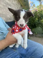 Little Girl, a female Border Collie for sale in Weatherford, TX – 2 of 2