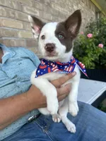 Brewtus, a male Border Collie for sale in Weatherford, TX – 4 of 4