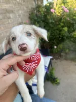 Lilly, a female Border Collie for sale in Weatherford, TX – 3 of 3