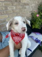 Lilly, a female Border Collie for sale in Weatherford, TX – 2 of 3
