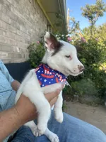 Brewtus, a male Border Collie for sale in Weatherford, TX – 2 of 4