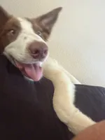 Hank, a male Border Collie for sale in Columbiana, OH – 4 of 5