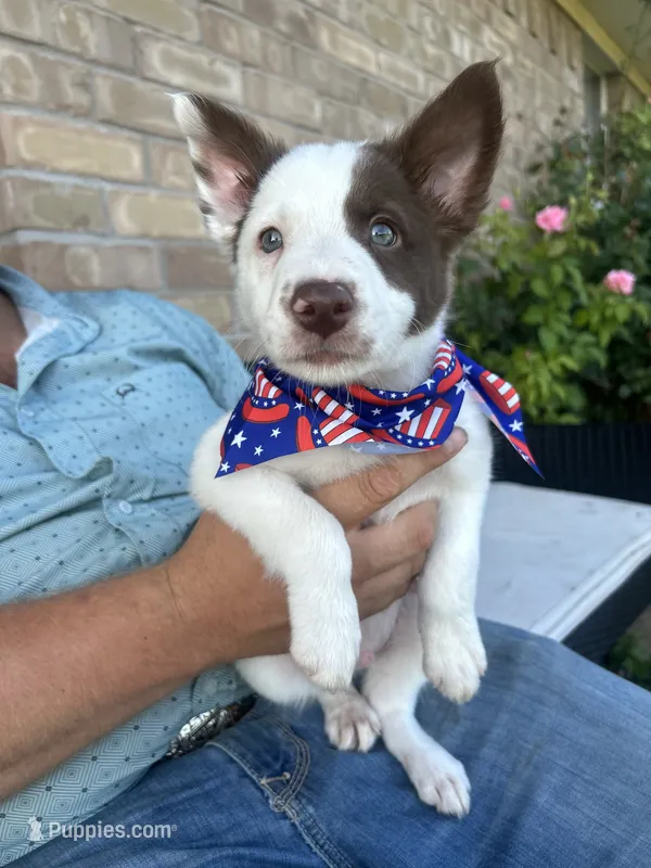 Brewtus – Border Collie puppy for sale in Weatherford, TX