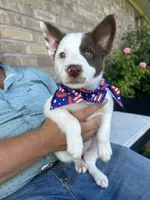 Brewtus, a male Border Collie for sale in Weatherford, TX – 3 of 4
