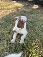 Hank, a male Border Collie for sale in Newfane, NY – 3 of 3