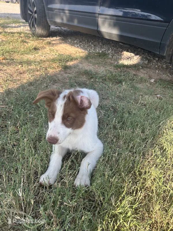 Hank – Border Collie puppy for sale in Newfane, NY