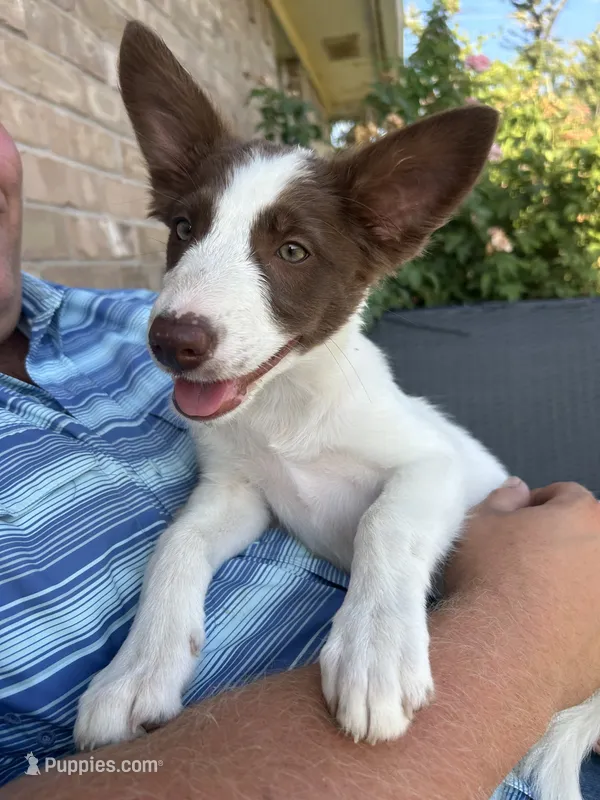 Girl pup – Border Collie puppy for sale in Newfane, NY