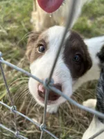 Benji, a male Border Collie for sale in Newfane, NY – 3 of 5