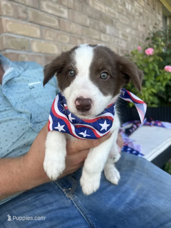 Benji – Border Collie puppy for sale in Weatherford, TX