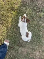 Hank, a male Border Collie for sale in Newfane, NY – 2 of 3