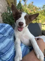 Girl pup, a female Border Collie for sale in Newfane, NY – 2 of 5