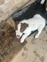 Benji, a male Border Collie for sale in Newfane, NY – 4 of 5