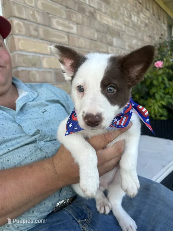 Brewtus – Border Collie puppy for sale in Weatherford, TX