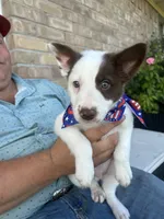 Brewtus, a male Border Collie for sale in Weatherford, TX – 1 of 4