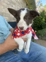 Little Girl, a female Border Collie for sale in Weatherford, TX – 1 of 2