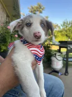 Merley , a female Border Collie for sale in Weatherford, TX – 3 of 3