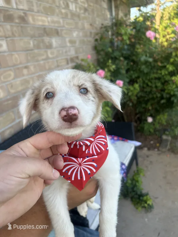 Lilly – Border Collie puppy for sale in Weatherford, TX