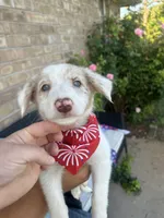 Lilly, a female Border Collie for sale in Weatherford, TX – 1 of 3