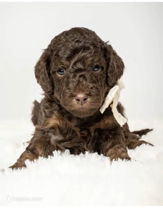 Ember – Poodle - Miniature  puppy for sale in Grand Junction, CO