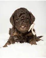 Ember, a female Poodle - Miniature  for sale in Grand Junction, CO – 1 of 2