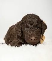 Timber, a male Poodle - Standard  for sale in Spanish Fork, UT – 1 of 2