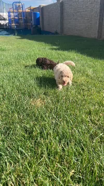 Kodiak, a male Poodle - Miniature  for sale in Spanish Fork, UT – 2 of 3