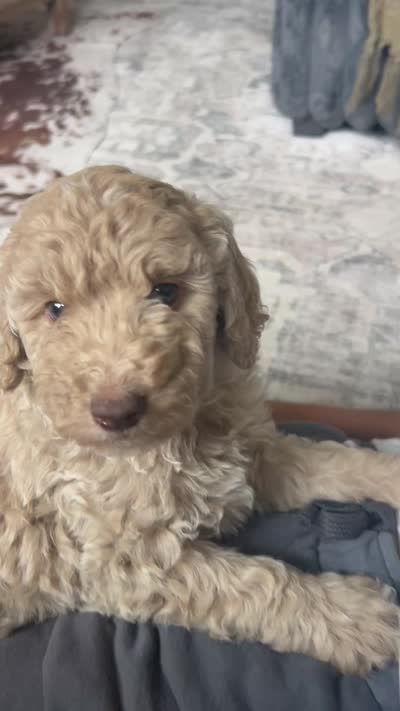 Kodiak, a male Poodle - Miniature  for sale in Spanish Fork, UT – 3 of 3