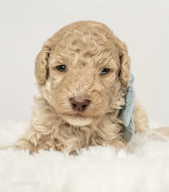 Kodiak – Poodle - Miniature  puppy for sale in Spanish Fork, UT