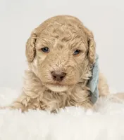 Kodiak, a male Poodle - Miniature  for sale in Spanish Fork, UT – 1 of 3