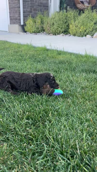 Scout, a male Poodle - Standard  for sale in Spanish Fork, UT – 3 of 3