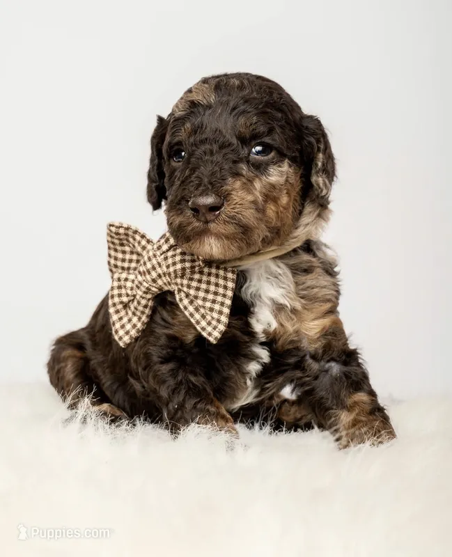 Scout – Poodle - Standard  puppy for sale in Spanish Fork, UT