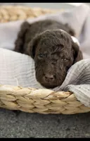 Ember, a female Poodle - Miniature  for sale in Grand Junction, CO – 2 of 2