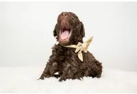 Timber, a male Poodle - Standard  for sale in Spanish Fork, UT – 2 of 2