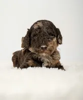 Scout, a male Poodle - Standard  for sale in Spanish Fork, UT – 2 of 3
