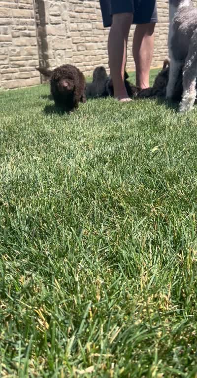 Timber, a male Poodle - Standard  for sale in Grand Junction, CO – 3 of 3