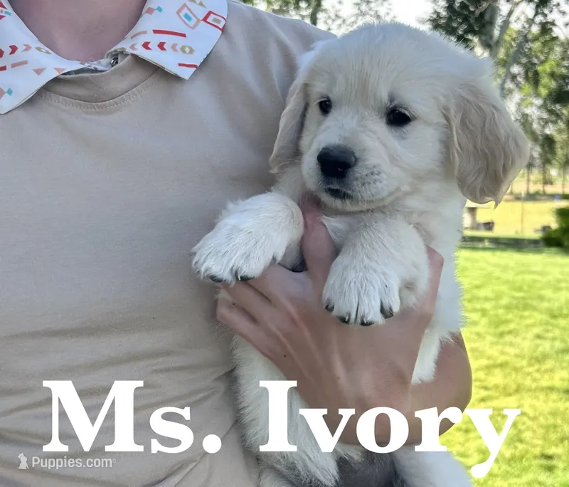 Ivory – English Cream Golden Retriever puppy for sale in Ellensburg, WA