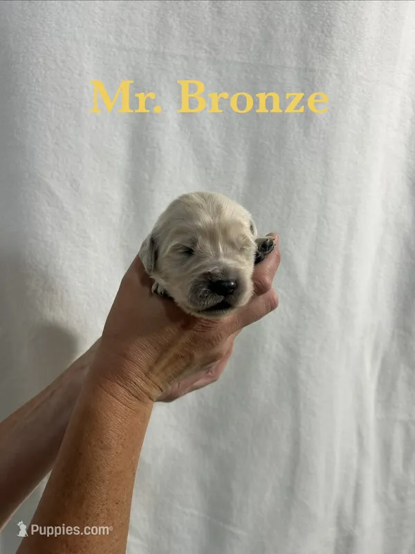Bronze – English Cream Golden Retriever puppy for sale in Ellensburg, WA