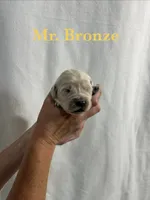 Bronze, a male English Cream Golden Retriever for sale in Ellensburg, WA – 1 of 1