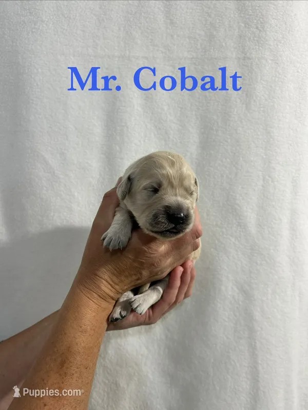 Cobalt – English Cream Golden Retriever puppy for sale in Ellensburg, WA