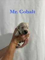 Cobalt, a male English Cream Golden Retriever for sale in Ellensburg, WA – 1 of 1