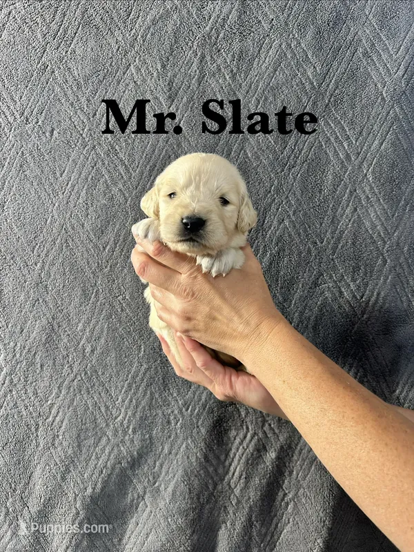 Slate – English Cream Golden Retriever puppy for sale in Ellensburg, WA