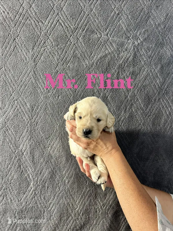 Flint – English Cream Golden Retriever puppy for sale in Ellensburg, WA