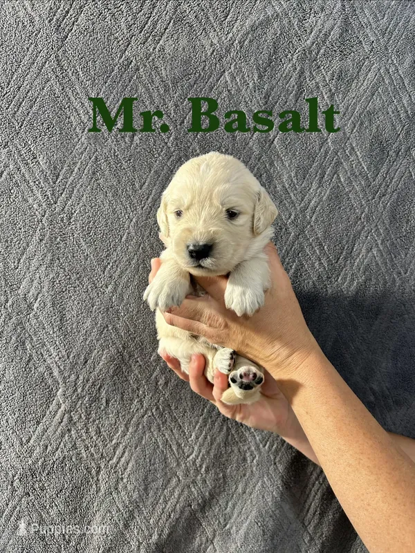 Basalt – English Cream Golden Retriever puppy for sale in Ellensburg, WA