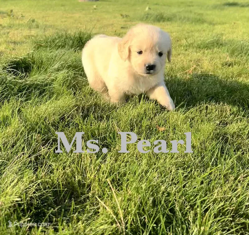 Pearl – English Cream Golden Retriever puppy for sale in Ellensburg, WA