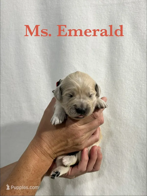 Emerald – English Cream Golden Retriever puppy for sale in Ellensburg, WA