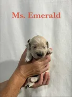 Emerald, a female English Cream Golden Retriever for sale in Ellensburg, WA – 1 of 1