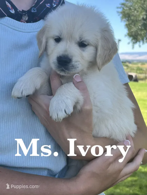 Ivory – English Cream Golden Retriever puppy for sale in Ellensburg, WA
