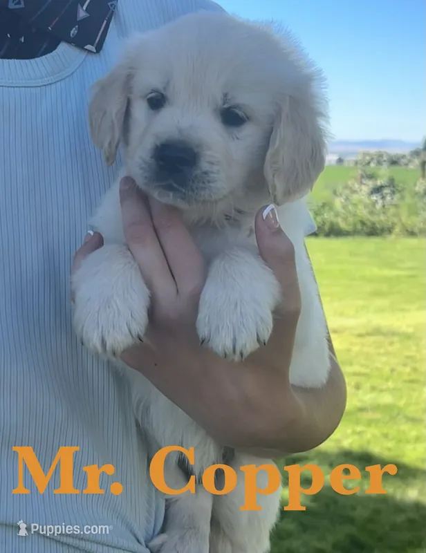 Copper – English Cream Golden Retriever puppy for sale in Ellensburg, WA