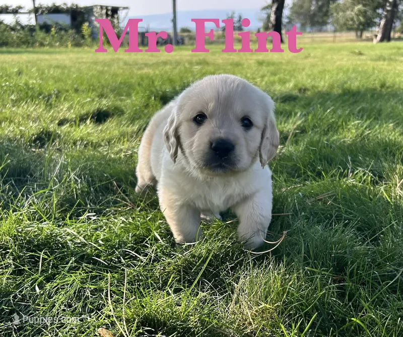 Flint – English Cream Golden Retriever puppy for sale in Ellensburg, WA
