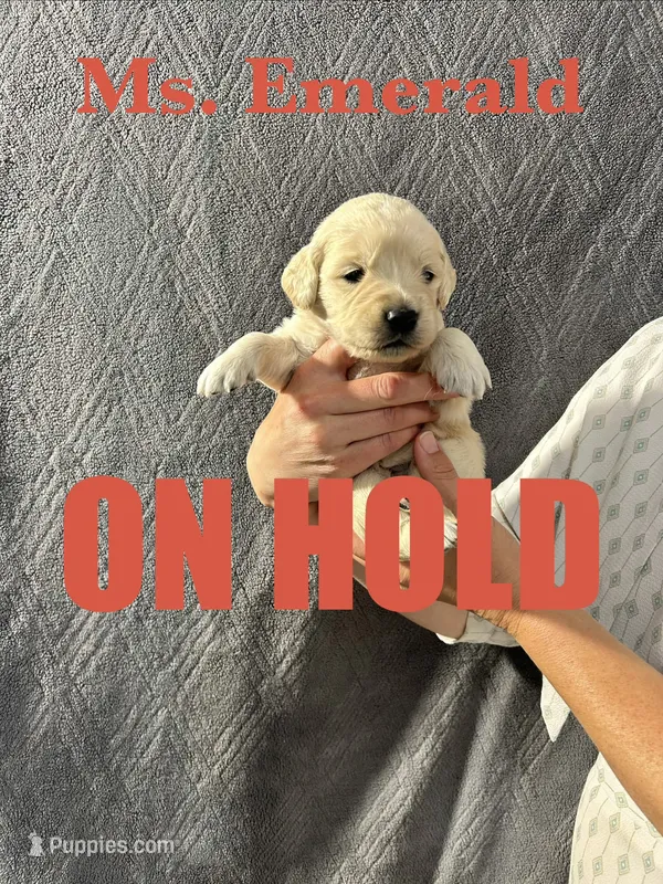 Emerald – English Cream Golden Retriever puppy on hold in Ellensburg, WA